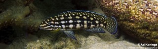 Julidochromis cf. marlieri 'Mikongolo Island'.jpg