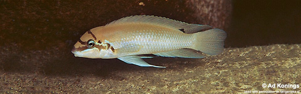 Chalinochromis brichardi 'Milima Island'