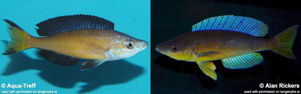 Cyprichromis microlepidotus 'Milima Island' (Kasai)