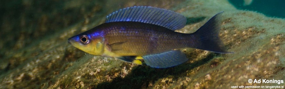 Cyprichromis sp. 'Kibishi' Milima Island