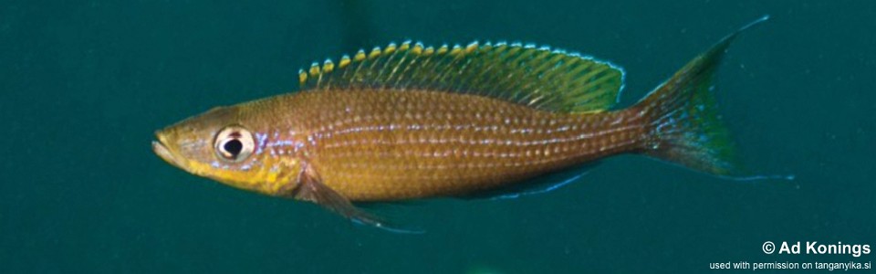 Paracyprichromis brieni 'Milima Island'