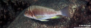 Petrochromis orthognathus 'Milima Island'.jpg