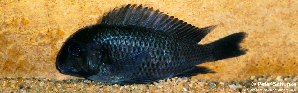 Tropheus sp. 'black' Minago