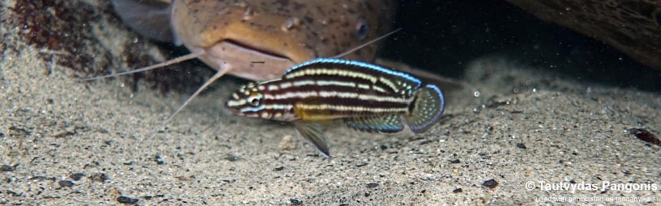 Julidochromis cf. regani 'Miyako Point'