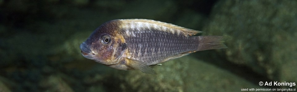 Petrochromis ephippium 'Miyako Point'
