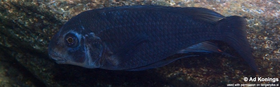 Petrochromis sp. 'sky blue' Miyako Point