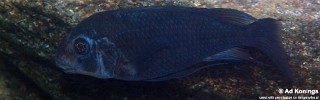 Petrochromis sp. 'sky blue' Miyako Point.jpg