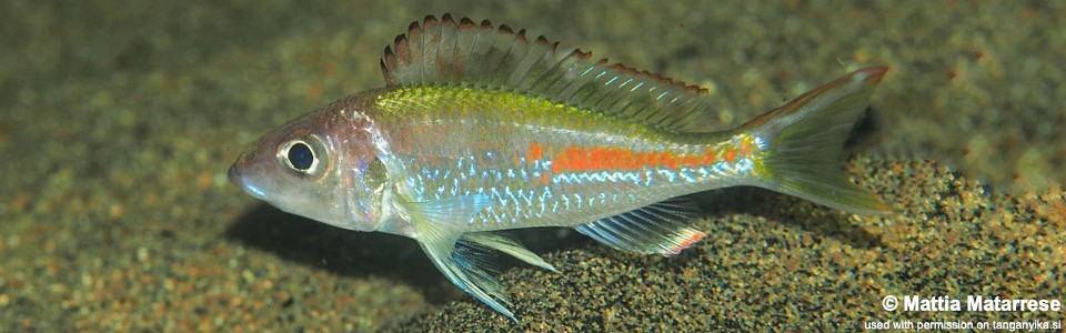 Callochromis sp. 'pleurospilus tanzania' Mkangazi<br><font color=gray>Callochromis stappersi 'Mkangazi'</font>