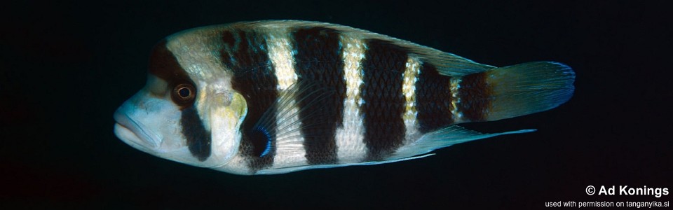 Cyphotilapia frontosa 'Mkuyu Point'<br><font color=gray>6-bar frontosa</font>