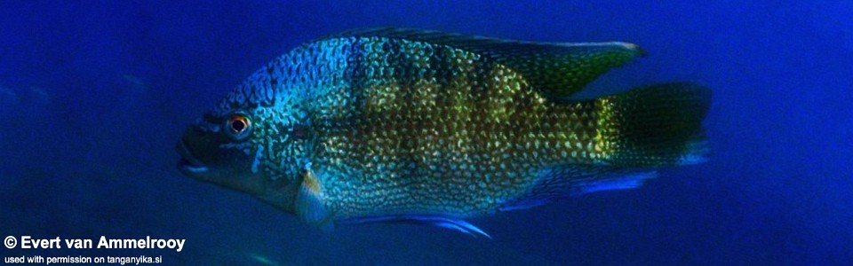 Oreochromis tanganicae 'Mkuyu'