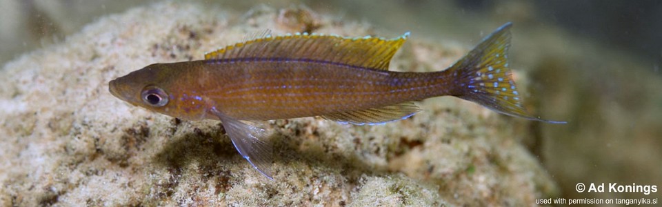 Paracyprichromis brieni 'Mkuyu Point'