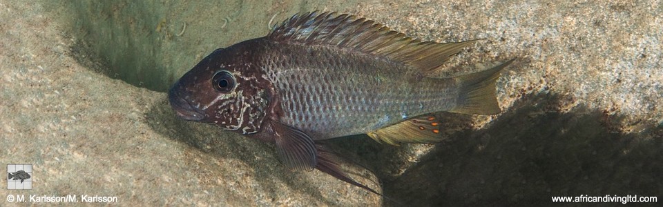 Petrochromis sp. 'texas blue' Mlowa Point