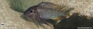 Petrochromis sp. 'texas blue' Mlowa Point.jpg
