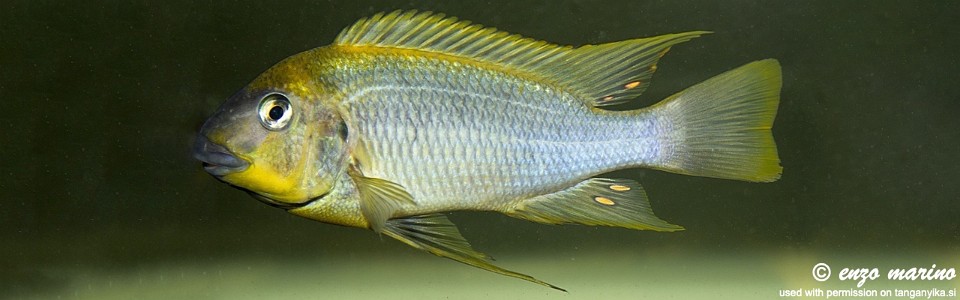Petrochromis cf. polyodon (Moba)