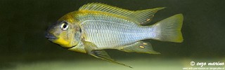 Petrochromis cf. polyodon 'Moba'.jpg