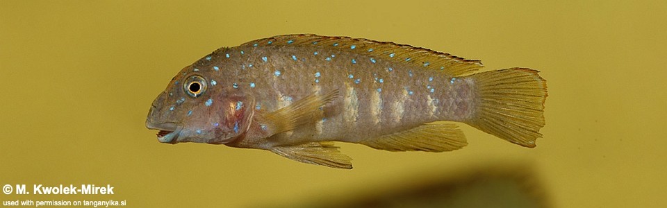 Eretmodus cyanostictus 'Moliro'