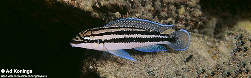 Julidochromis dickfeldi 'Moliro'