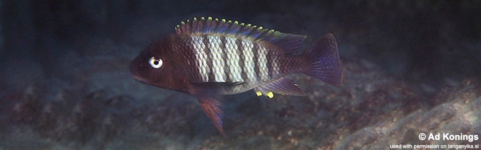 Petrochromis famula 'Moliro'