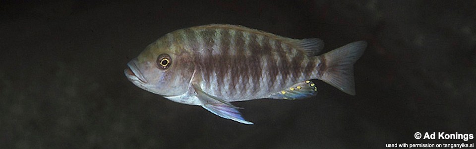 Petrochromis fasciolatus 'Moliro'
