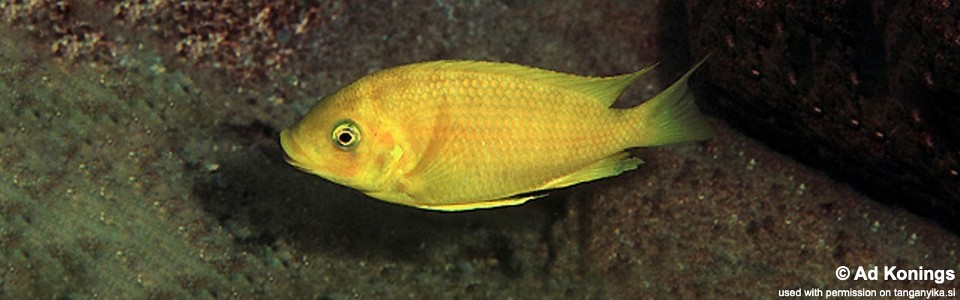Petrochromis sp. 'gold' Moliro<br><font color=gray>Petrochromis cf. horii 'Yellow' Moliro</font>