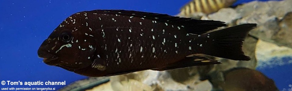 Petrochromis trewavasae 'Moliro' 