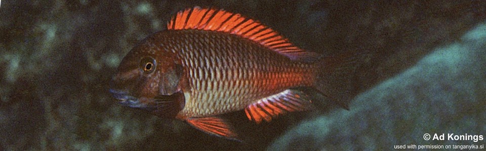 Tropheus sp. 'red' Moliro