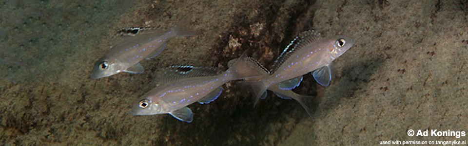 Xenotilapia spilopterus 'Moliro'