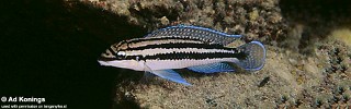 Julidochromis dickfeldi 'Moliro'.jpg