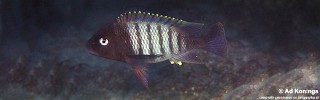Petrochromis famula 'Moliro'.jpg