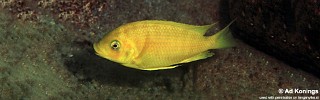Petrochromis sp. 'gold' Moliro.jpg