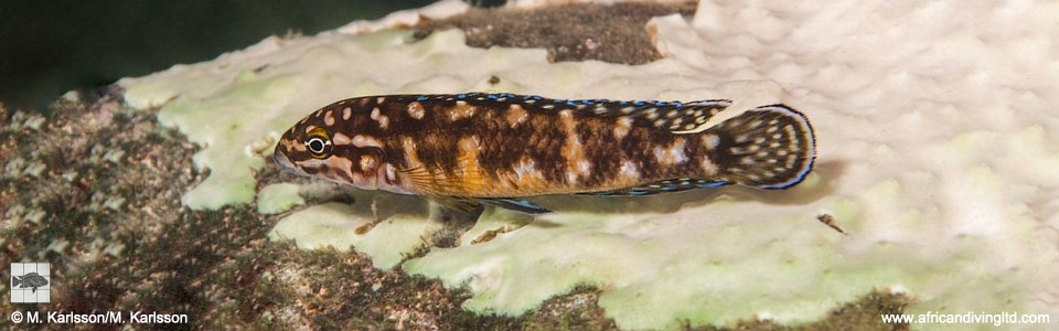 Julidochromis sp. 'transcriptus tanzania' Molwe
