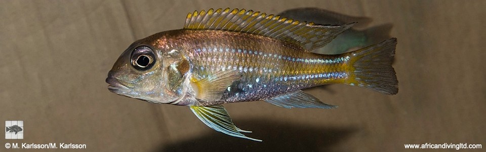 Limnochromis auritus 'Molwe'