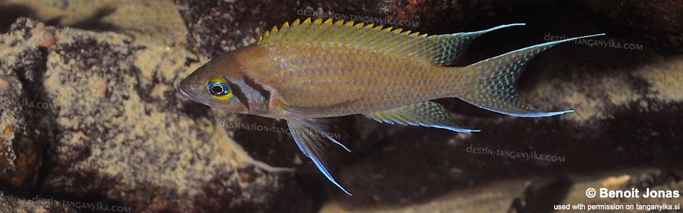Neolamprologus pulcher 'Molwe'