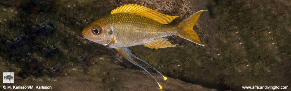 Ophthalmotilapia cf. ventralis 'Molwe'<br><font color=gray>Ophthalmotilapia sp. 'Ventralis Yellow Tanzania' Molwe</font>