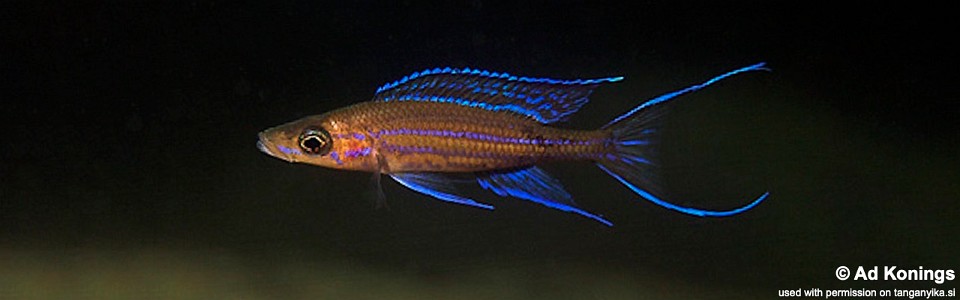 Paracyprichromis nigripinnis 'Molwe'
