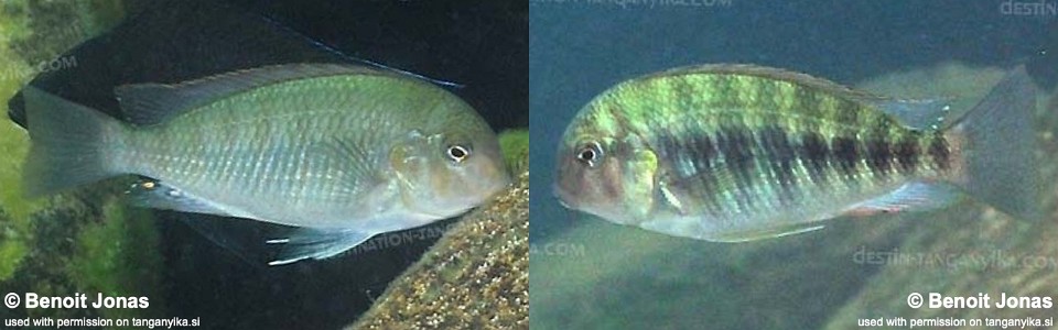 Pseudosimochromis curvifrons 'Molwe'
