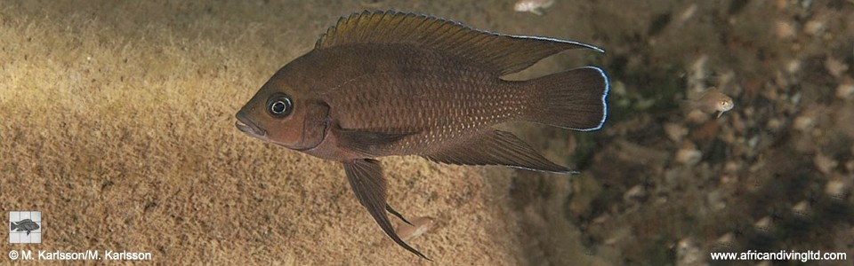 Variabilichromis moorii 'Molwe'