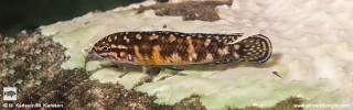 Julidochromis sp. 'transcriptus tanzania' Molwe.jpg