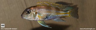Limnochromis auritus 'Molwe'.jpg