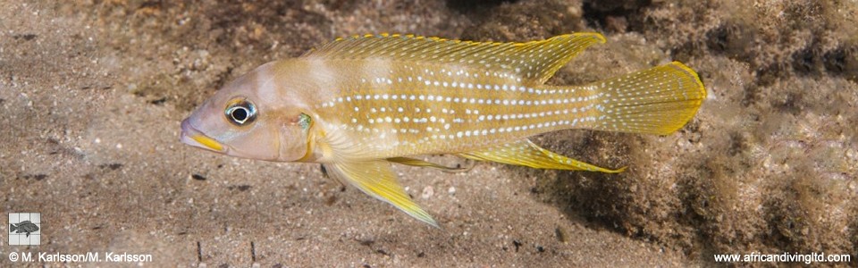 Neolamprologus tetracanthus 'Mongwe Reefs'<br><font color=gray>Neolamprologus brevianalis 'Mongwe Reefs'</font> 