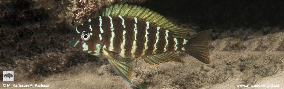 Tropheus moorii 'Mongwe Reefs'