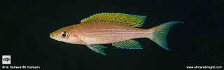 Paracyprichromis brieni 'Mpando Point'.jpg