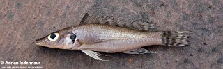 Baileychromis centropomoides 'Mpulungu market'.jpg