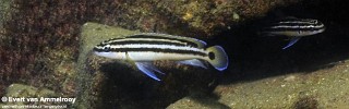 Julidochromis ornatus 'Mpulungu'.jpg