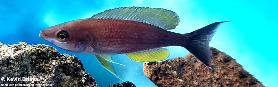 Cyprichromis pavo 'Msalaba'