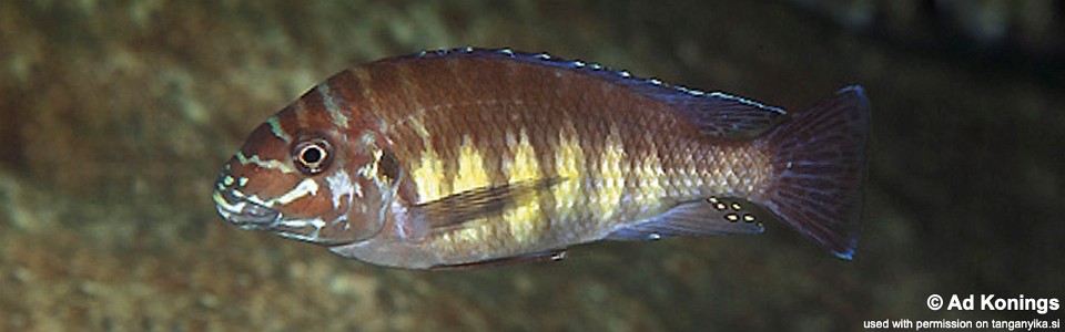 Petrochromis sp. 'orthognathus ikola' Msalaba
