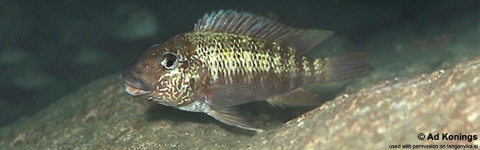 Petrochromis sp. 'texas blue' Msalaba