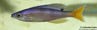 Cyprichromis leptosoma 'Msalaba'.jpg