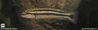 Chalinochromis sp. 'bifrenatus striped' Mswa Point.jpg