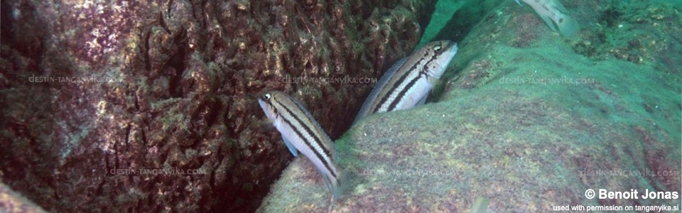 Chalinochromis sp. 'bifrenatus striped' Mtosi